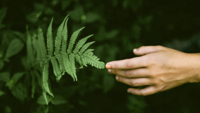 The Fern & Bamboo
– Kati Kaia The Fern & Bamboo
– Kati Kaia