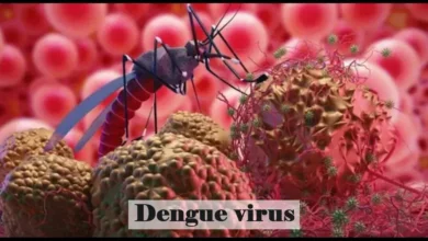 Dengue Virus | Fumigation Blog Dengue Virus | Fumigation Blog