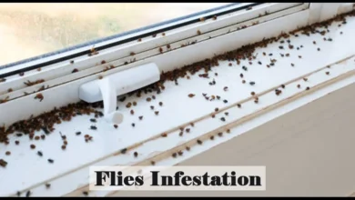 Flies Infestation | Fumigation Blog Flies Infestation | Fumigation Blog