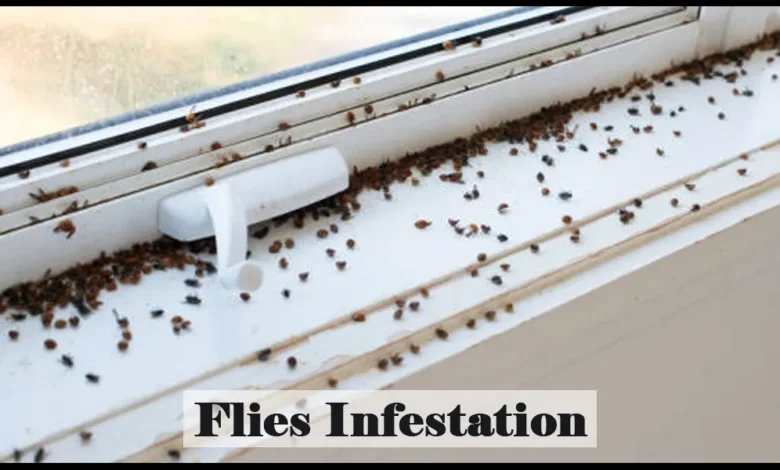 Flies Infestation | Fumigation Blog