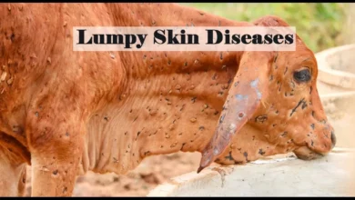 Lumpy Skin Disease | Fumigation Blog