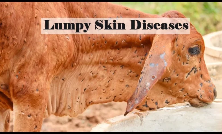 Lumpy Skin Disease | Fumigation Blog