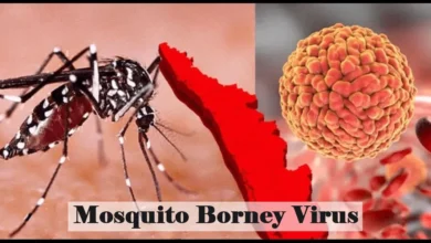 Mosquito Borne Virus | Fumigation Blog