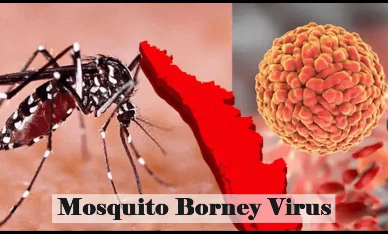 Mosquito Borne Virus | Fumigation Blog